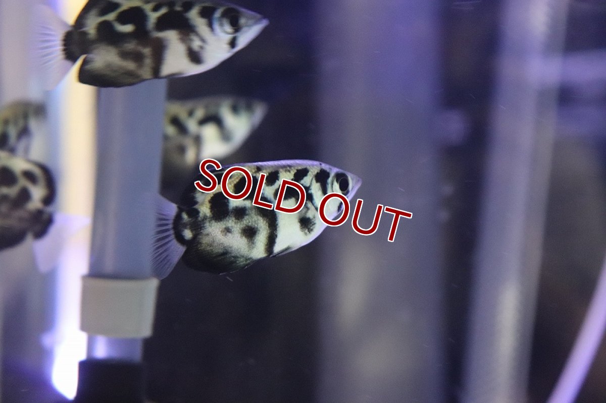 画像3: 【ウィンターセール 10％OFF対象商品】【淡水魚】【通販】ゼブラアーチャーフィッシュ(ゴールデンアーチャーフィッシュ)【１匹 サンプル画像】(±4cm)(生体)(熱帯魚)NKO (3)