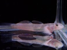 画像1: 【淡水魚】【通販】ヨロイボウズハゼ sp Volcano【１匹 サンプル画像】(淡水ハゼ)(生体)(熱帯魚)NK (1)