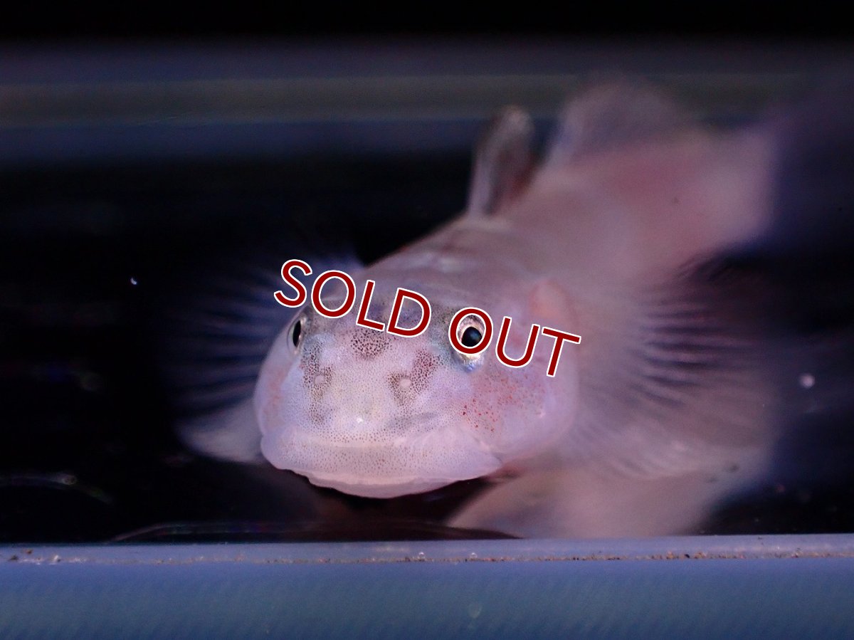 画像2: 【淡水魚】【通販】ヨロイボウズハゼ sp Volcano【１匹 サンプル画像】(淡水ハゼ)(生体)(熱帯魚)NK (2)