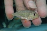 淡水魚】超爆安 ミレウス ミカン【1匹 サンプル画像】(±5-8cm