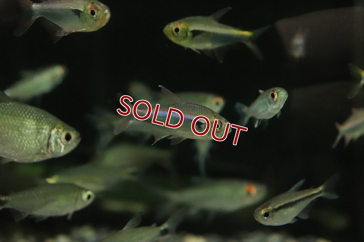 画像2: 【淡水魚】【通販】新着 レッドラインファラガテトラペルー産 ワイルド【１匹 サンプル画像】(珍カラ)(生体)(熱帯魚)NKCK (2)