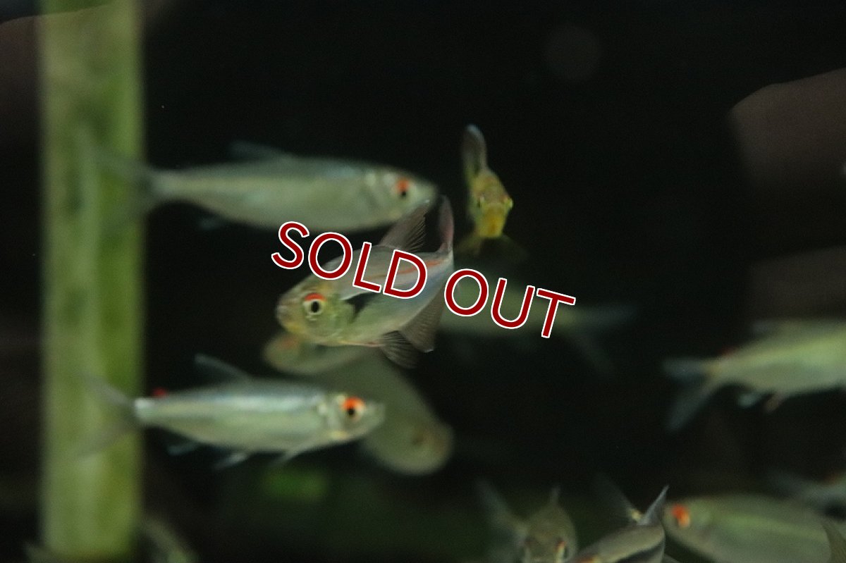 画像3: 【淡水魚】【通販】新着 レッドラインファラガテトラペルー産 ワイルド【１匹 サンプル画像】(珍カラ)(生体)(熱帯魚)NKCK (3)
