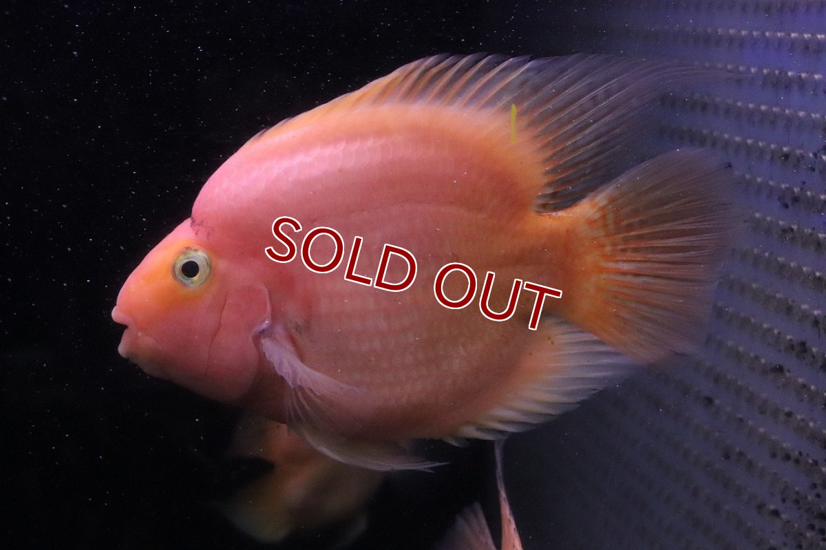 画像2: 【淡水魚】【通販】激安 XLビッグサイズ キングコングパロット？【１匹 サンプル画像】(±13-15cm)(大型魚)(生体)(熱帯魚)NKO (2)