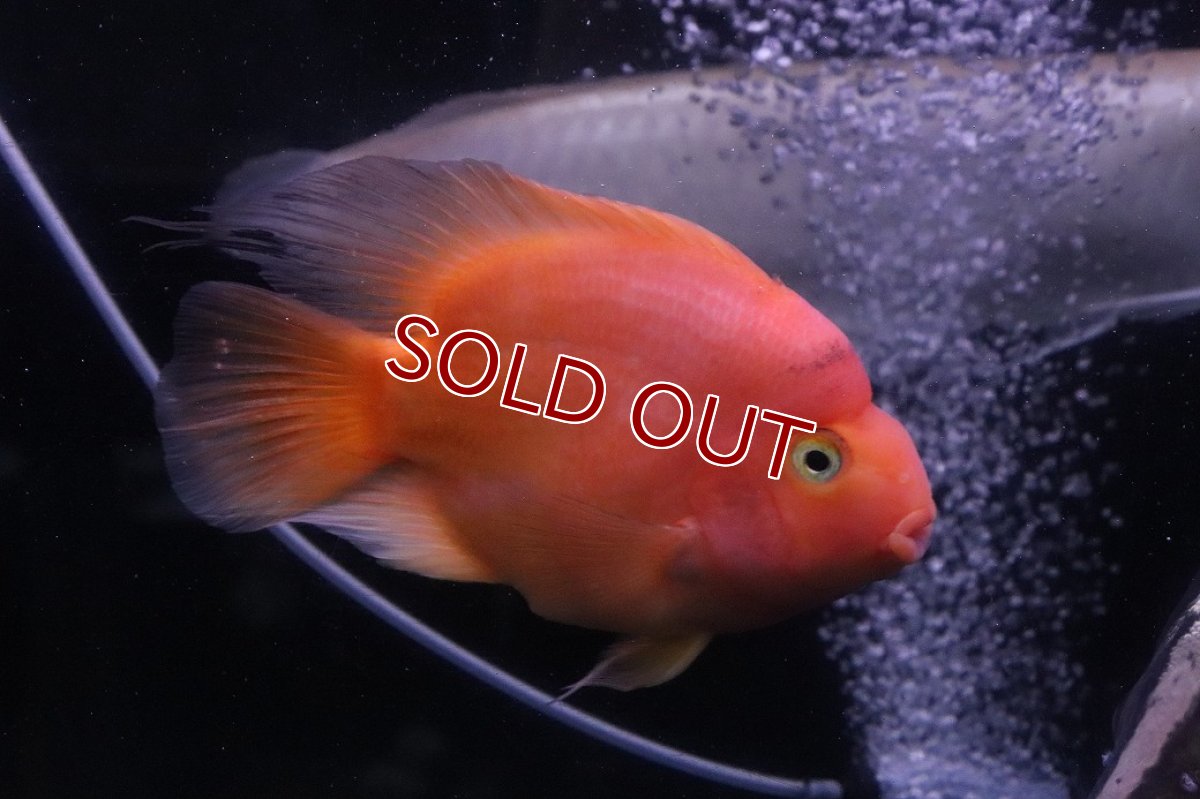 画像3: 【淡水魚】【通販】激安 XLビッグサイズ キングコングパロット？【１匹 サンプル画像】(±13-15cm)(大型魚)(生体)(熱帯魚)NKO (3)