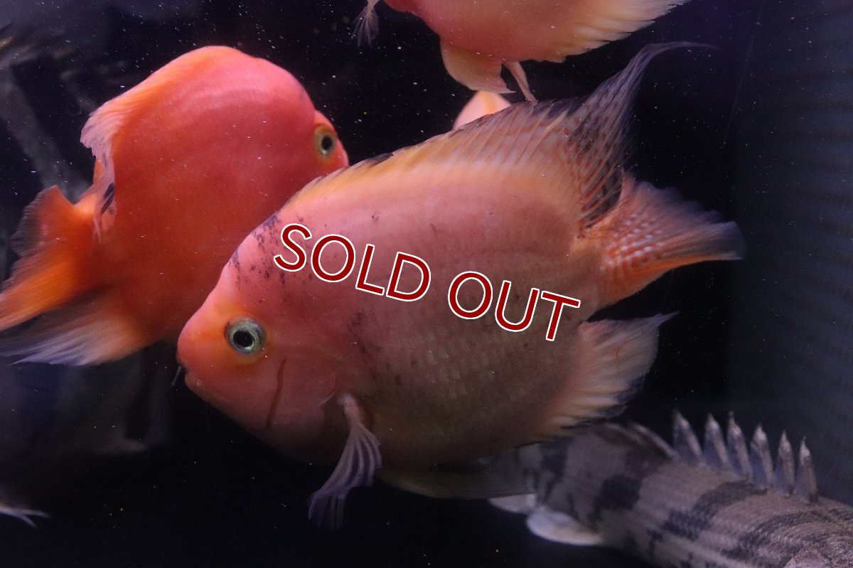 画像4: 【淡水魚】【通販】激安 XLビッグサイズ キングコングパロット？【１匹 サンプル画像】(±13-15cm)(大型魚)(生体)(熱帯魚)NKO (4)