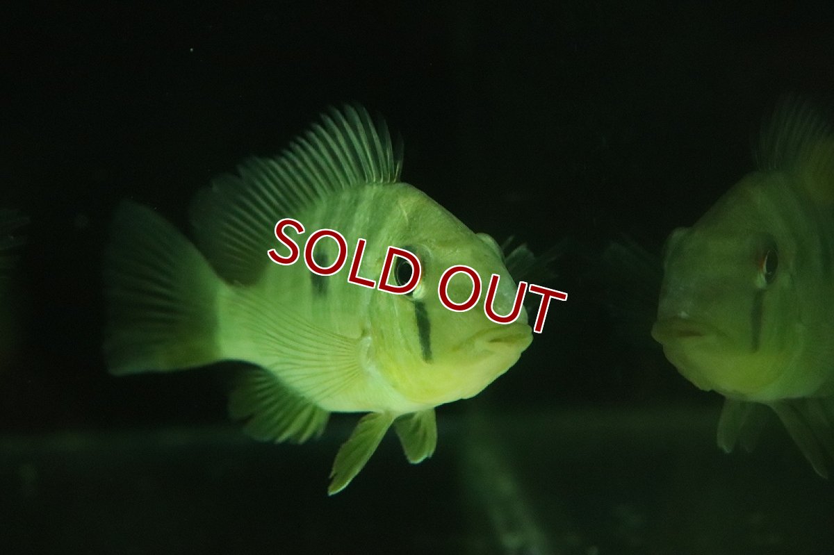 画像2: 【淡水魚】【通販】大きめ ギムノゲオファーガス バルザニー【１匹 サンプル画像】(±10-13cm)(エンゼルフィッシュ(生体)(熱帯魚)NK (2)