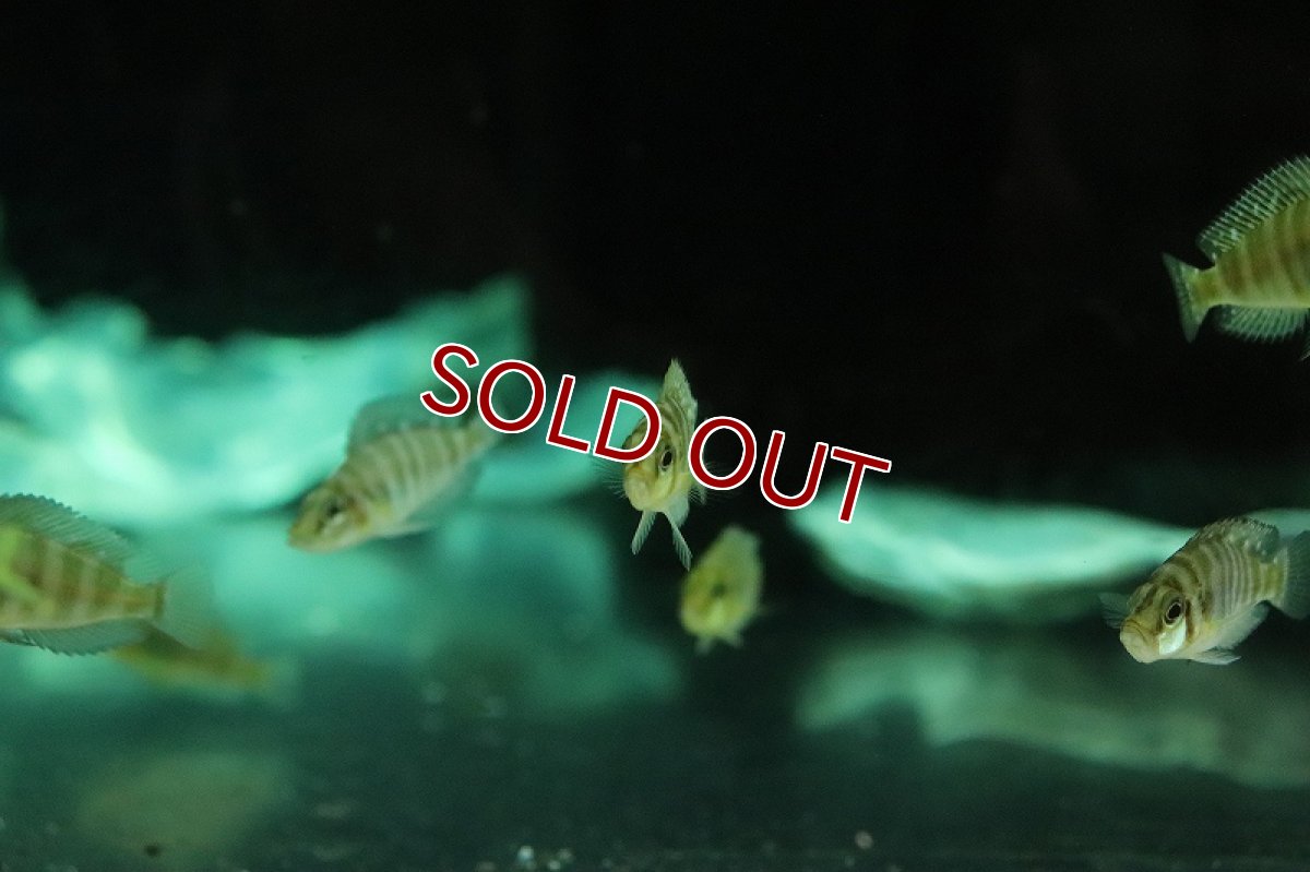 画像2: 【淡水魚】【通販】アルトランプロログス コンプレッシプス【１匹 サンプル画像】(大型魚)(生体)(熱帯魚)NKO (2)