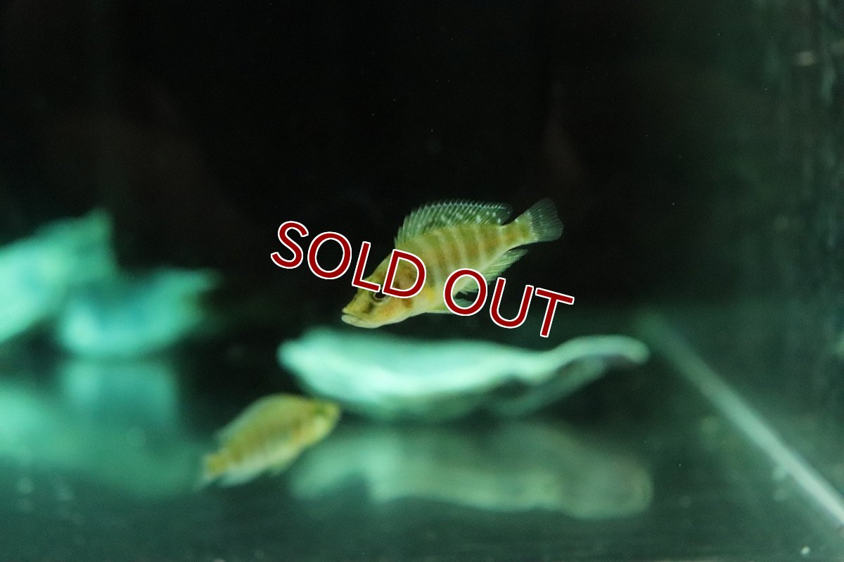 画像3: 【淡水魚】【通販】アルトランプロログス コンプレッシプス【１匹 サンプル画像】(大型魚)(生体)(熱帯魚)NKO (3)