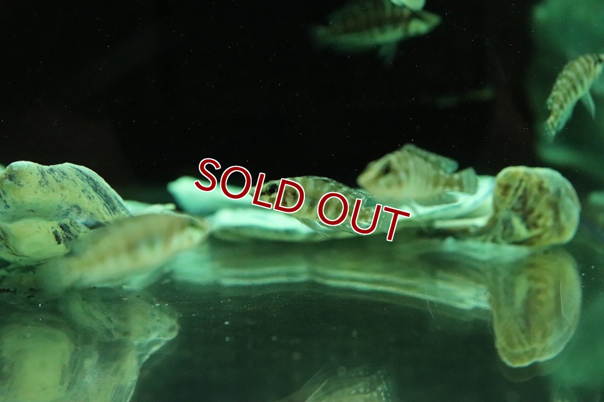 画像2: 【淡水魚】【通販】アルトランプロログス カルバス【１匹 サンプル画像】(大型魚)(生体)(熱帯魚)NKO (2)