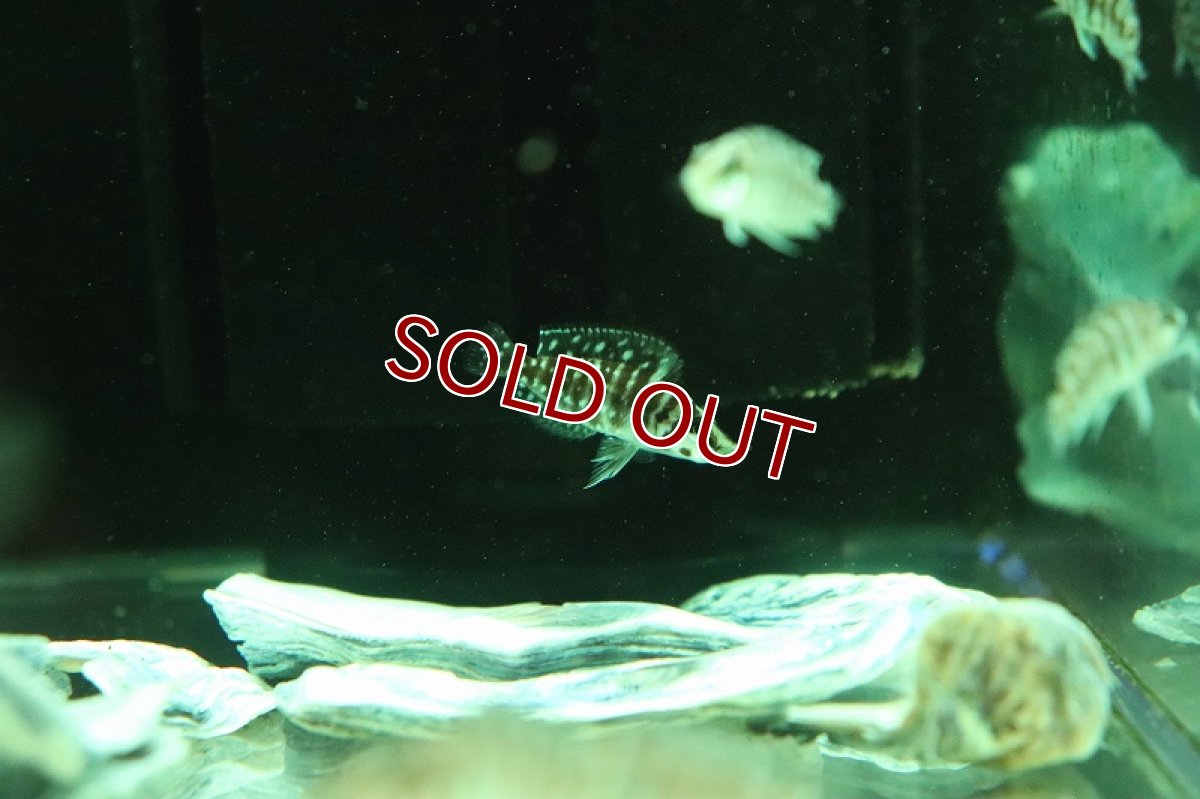 画像3: 【淡水魚】【通販】アルトランプロログス カルバス【１匹 サンプル画像】(大型魚)(生体)(熱帯魚)NKO (3)