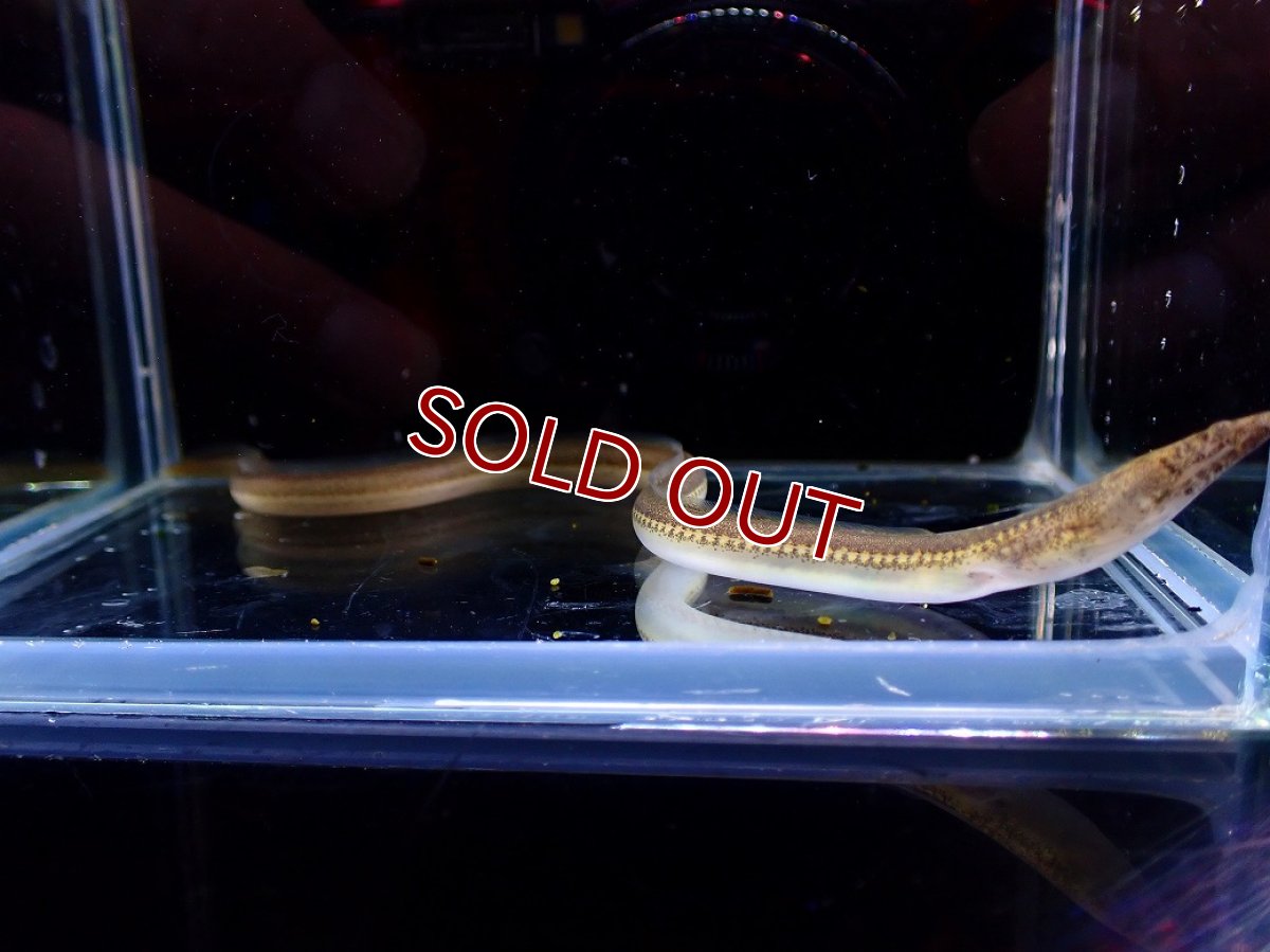 画像3: 【淡水魚】【通販】特価 カワウミヘビ【１匹 サンプル画像】(±10-15cm)(生体)(熱帯魚)NKO (3)