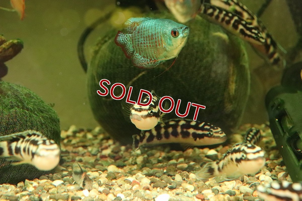 画像2: 【淡水魚】【通販】ジュリドクロミス トランスクリプトゥス【１匹 サンプル画像】(大型魚)(生体)(熱帯魚)NKO (2)