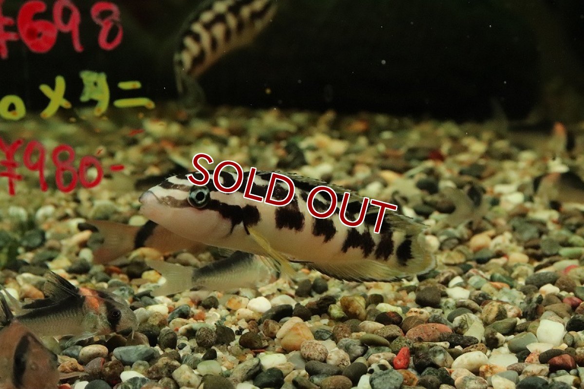 画像3: 【淡水魚】【通販】ジュリドクロミス トランスクリプトゥス【１匹 サンプル画像】(大型魚)(生体)(熱帯魚)NKO (3)
