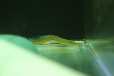画像1: 【淡水魚】【通販】バーミーズセブラスパイニーイール【１匹 サンプル画像】(大型魚)(生体)(熱帯魚)NKO (1)
