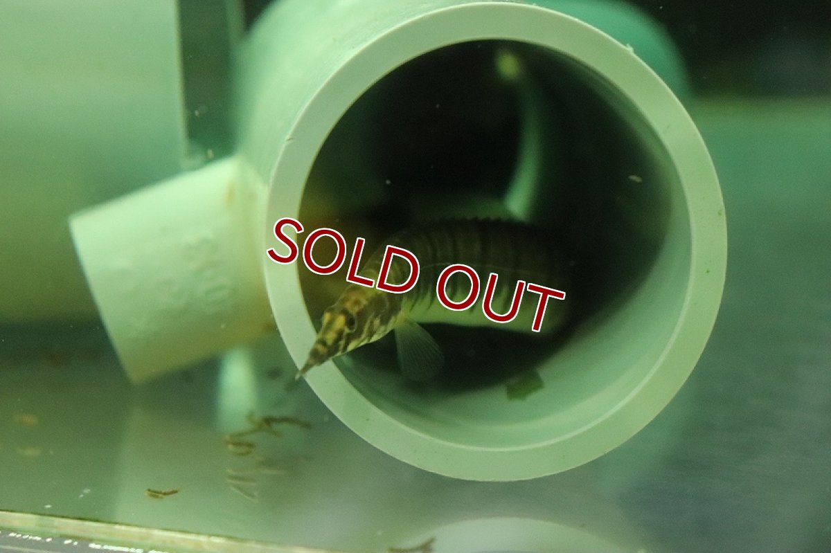 画像2: 【淡水魚】【通販】バーミーズセブラスパイニーイール【１匹 サンプル画像】(大型魚)(生体)(熱帯魚)NKO (2)