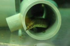 画像2: 【淡水魚】【通販】バーミーズセブラスパイニーイール【１匹 サンプル画像】(大型魚)(生体)(熱帯魚)NKO (2)