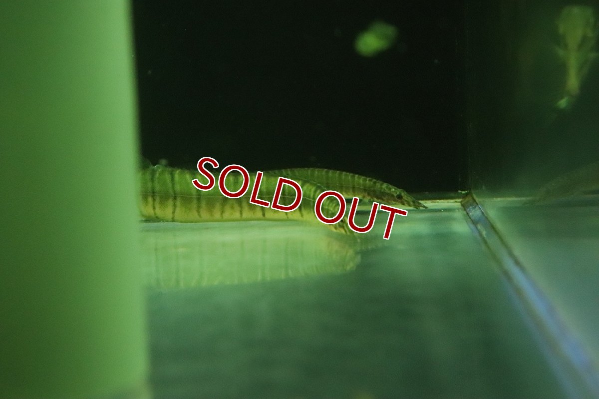 画像3: 【淡水魚】【通販】バーミーズセブラスパイニーイール【１匹 サンプル画像】(大型魚)(生体)(熱帯魚)NKO (3)