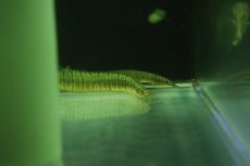 画像3: 【淡水魚】【通販】バーミーズセブラスパイニーイール【１匹 サンプル画像】(大型魚)(生体)(熱帯魚)NKO (3)