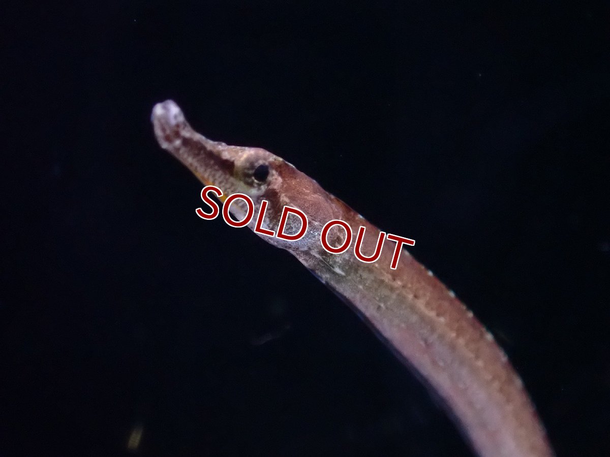 画像2: 【淡水魚】【通販】レッドベリーパイプフィッシュ インドネシア産【１匹 サンプル画像】(生体)(熱帯魚)NK (2)