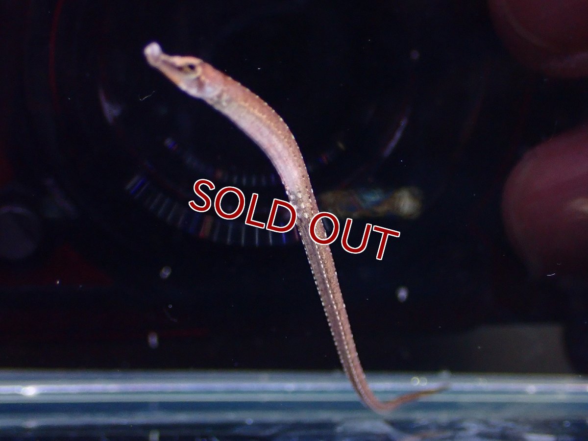 画像3: 【淡水魚】【通販】レッドベリーパイプフィッシュ インドネシア産【１匹 サンプル画像】(生体)(熱帯魚)NK (3)