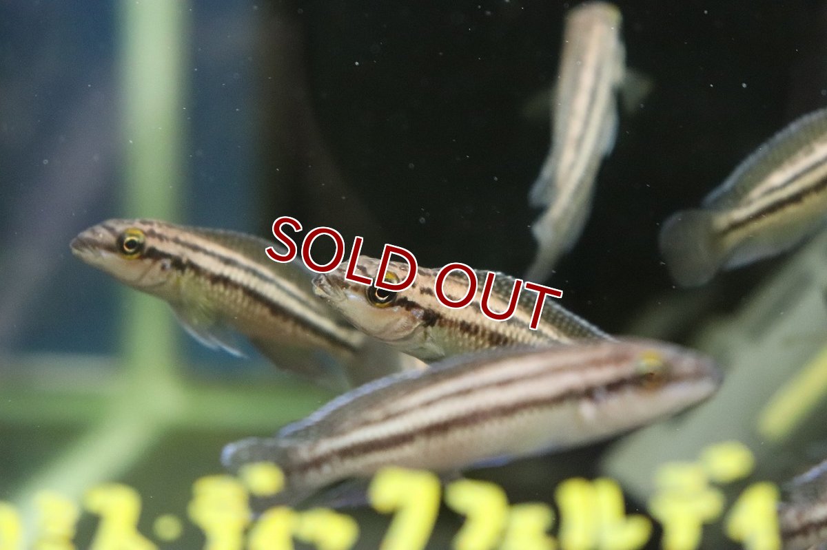 画像2: 【淡水魚】【通販】爆安 ジュリドクロミス ディックフェルディ【１匹 サンプル画像】(大型魚)(生体)(熱帯魚)NKO (2)