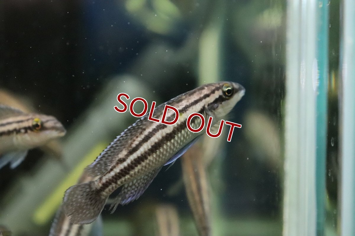 画像3: 【淡水魚】【通販】爆安 ジュリドクロミス ディックフェルディ【１匹 サンプル画像】(大型魚)(生体)(熱帯魚)NKO (3)