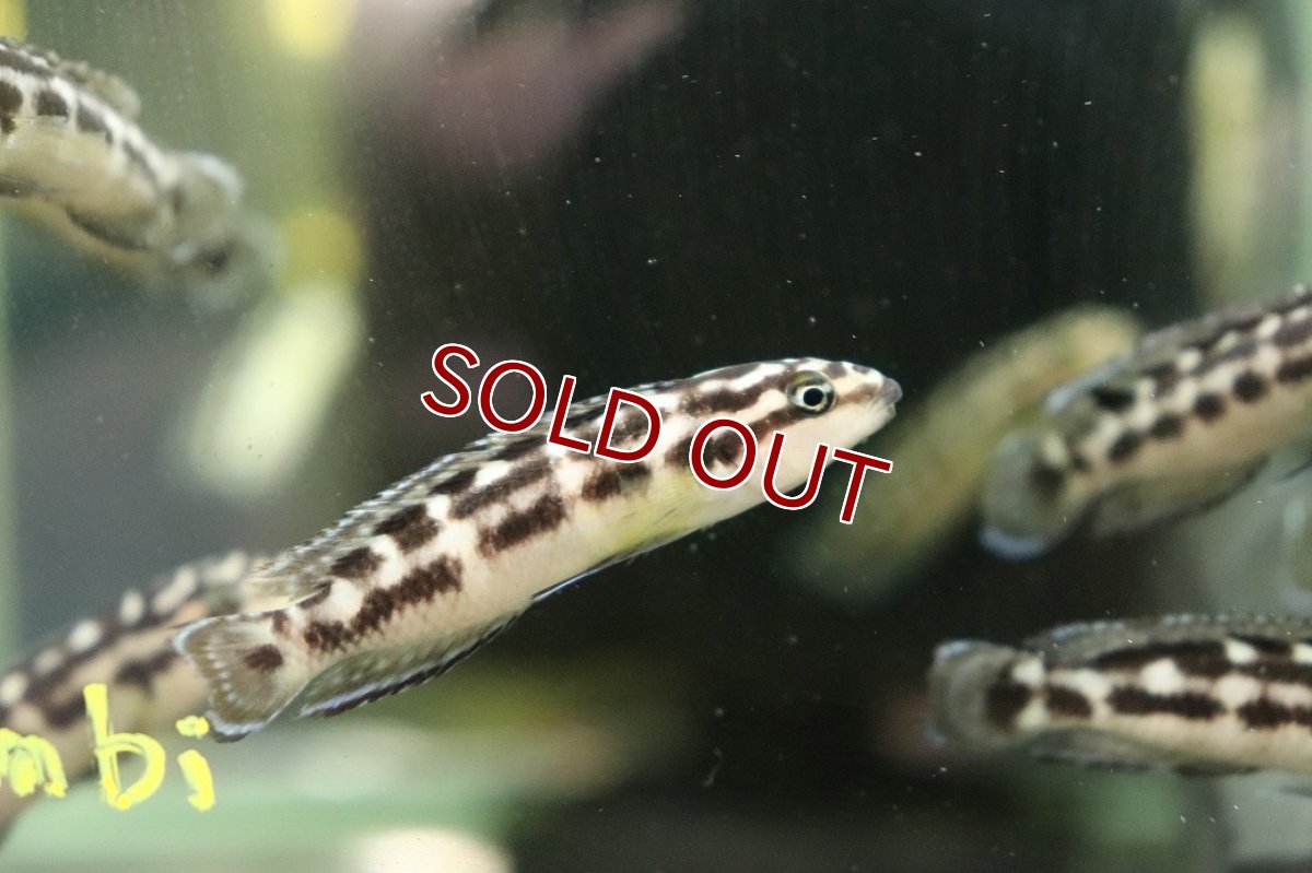 画像2: 【淡水魚】【通販】ジュリドクロミス sp Gombi【１匹 サンプル画像】(大型魚)(生体)(熱帯魚)NKO (2)