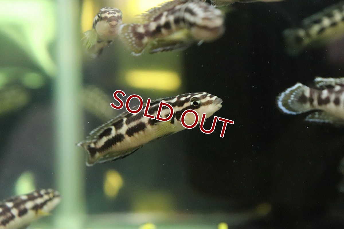 画像3: 【淡水魚】【通販】ジュリドクロミス sp Gombi【１匹 サンプル画像】(大型魚)(生体)(熱帯魚)NKO (3)