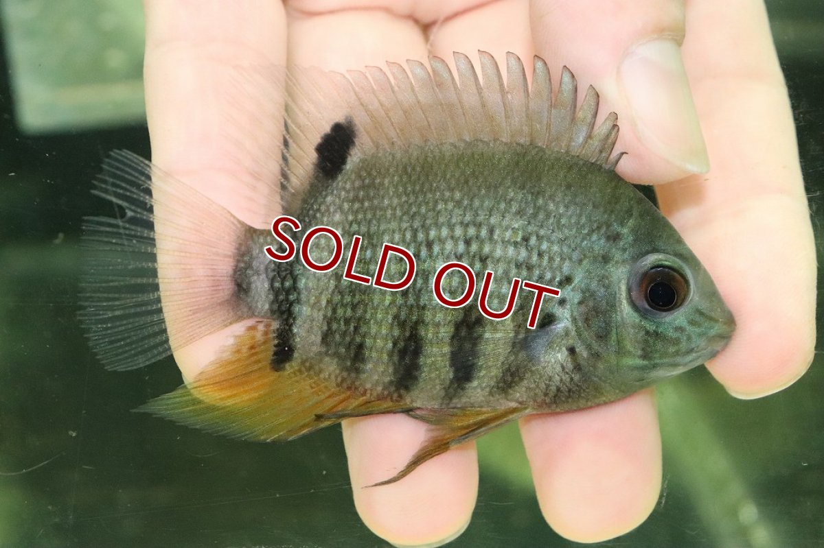 画像1: 【淡水魚】【通販】ペルビアンマルチカラーゼベラム ペルー産 ワイルド【１匹 サンプル画像】(±8-10cm)(大型魚)(生体)(熱帯魚)NKO (1)