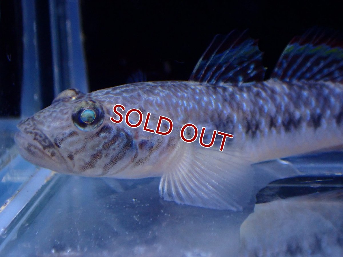 画像2: 【淡水魚】【通販】ゴクラクハゼ【１匹 サンプル画像】(淡水ハゼ)(生体)(熱帯魚)NK (2)