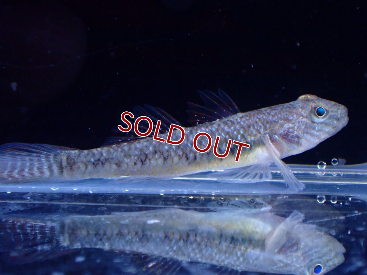 画像3: 【淡水魚】【通販】ゴクラクハゼ【１匹 サンプル画像】(淡水ハゼ)(生体)(熱帯魚)NK (3)