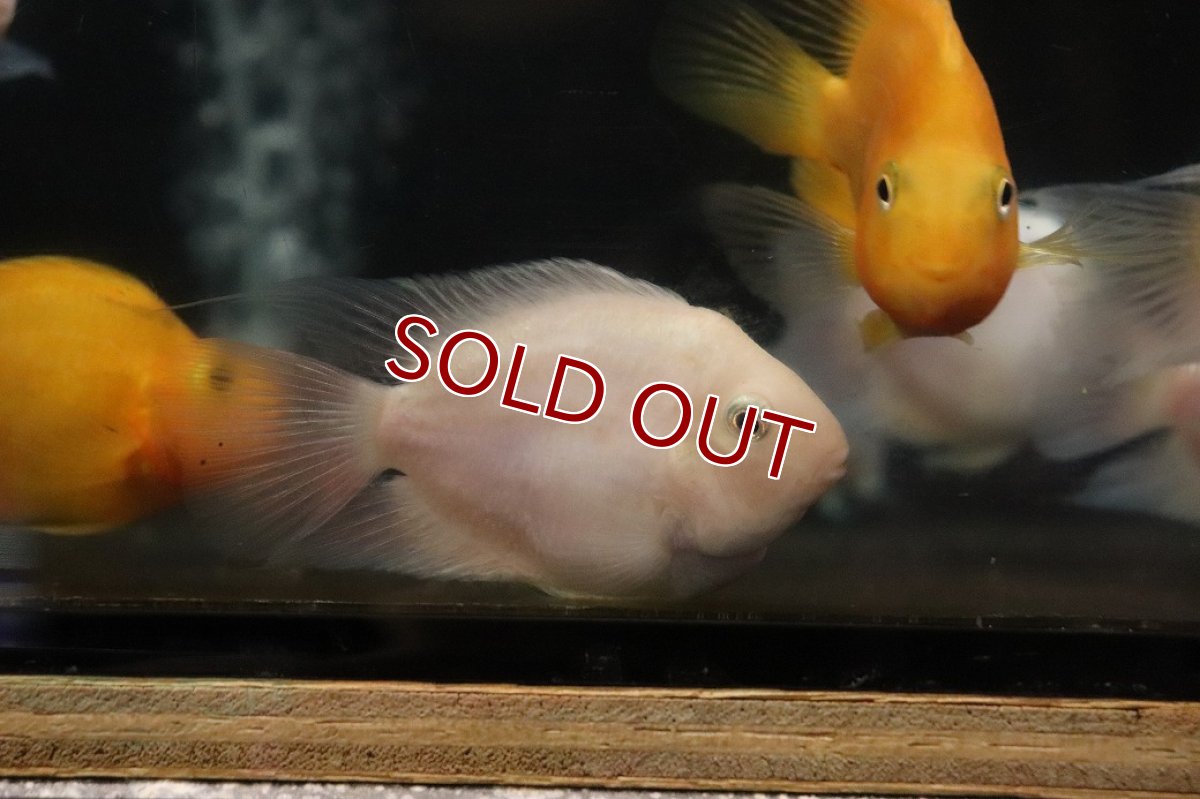 画像1: 【淡水魚】【通販】大きい バルーンホワイトメタリックブルーパロット【１匹 サンプル画像】(±7cm)(大型魚)(生体)(熱帯魚)NKO (1)