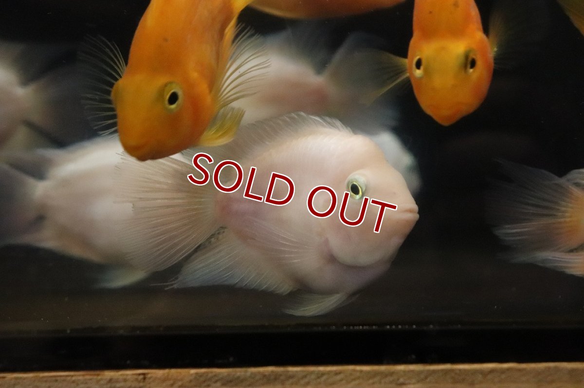 画像2: 【淡水魚】【通販】大きい バルーンホワイトメタリックブルーパロット【１匹 サンプル画像】(±7cm)(大型魚)(生体)(熱帯魚)NKO (2)