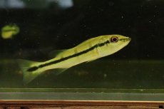 画像1: 【淡水魚】【通販】キクラ テメンシス オリノコ産 ワイルド【１匹 サンプル画像】(±7cm)(大型魚)(生体)(熱帯魚)NKO (1)