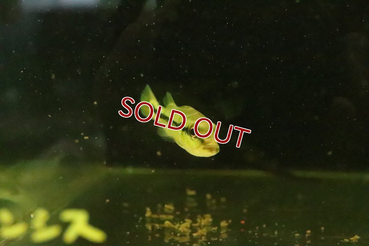 画像2: 【淡水魚】【通販】キクラ テメンシス オリノコ産 ワイルド【１匹 サンプル画像】(±7cm)(大型魚)(生体)(熱帯魚)NKO (2)