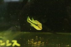 画像2: 【淡水魚】【通販】キクラ テメンシス オリノコ産 ワイルド【１匹 サンプル画像】(±7cm)(大型魚)(生体)(熱帯魚)NKO (2)