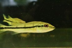 画像3: 【淡水魚】【通販】キクラ テメンシス オリノコ産 ワイルド【１匹 サンプル画像】(±7cm)(大型魚)(生体)(熱帯魚)NKO (3)