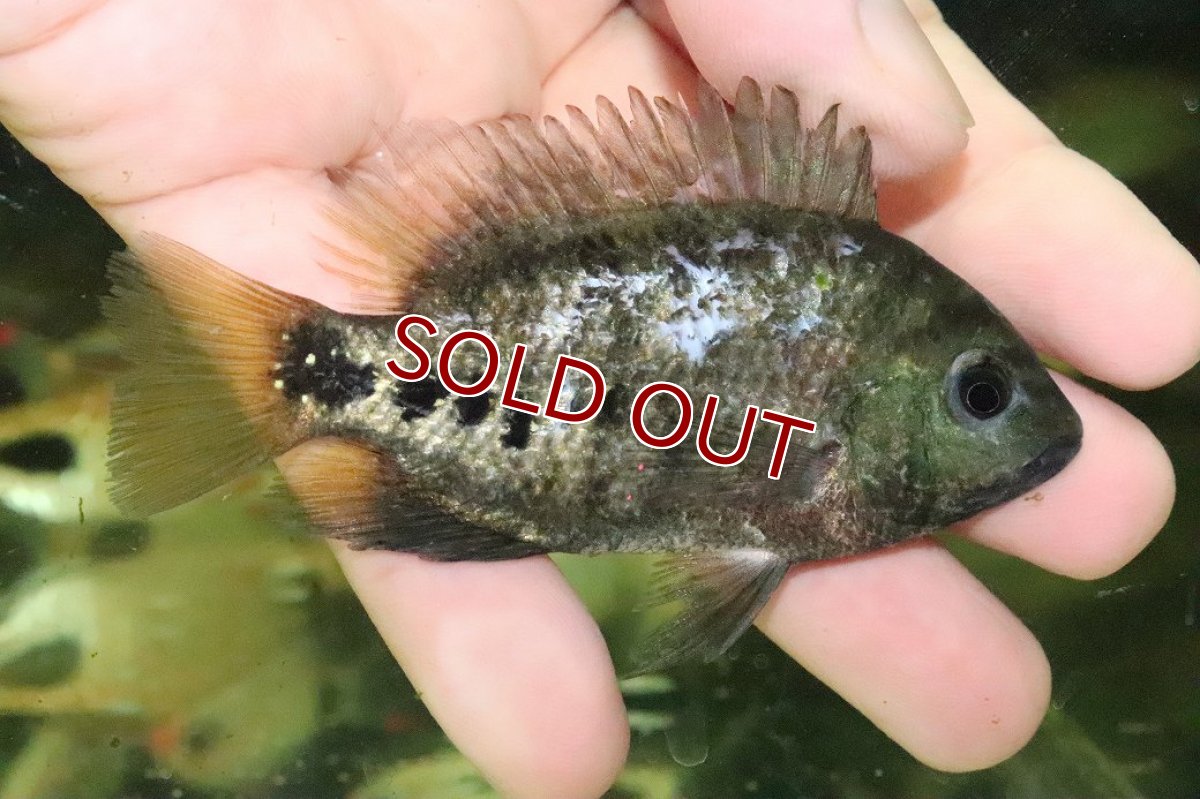 画像2: 【淡水魚】【通販】ヴィエジャ シンスピラ (メラヌルス レッドヘッドシクリッド)【１匹 サンプル画像】(±8cm)(生体)(熱帯魚)NKO (2)