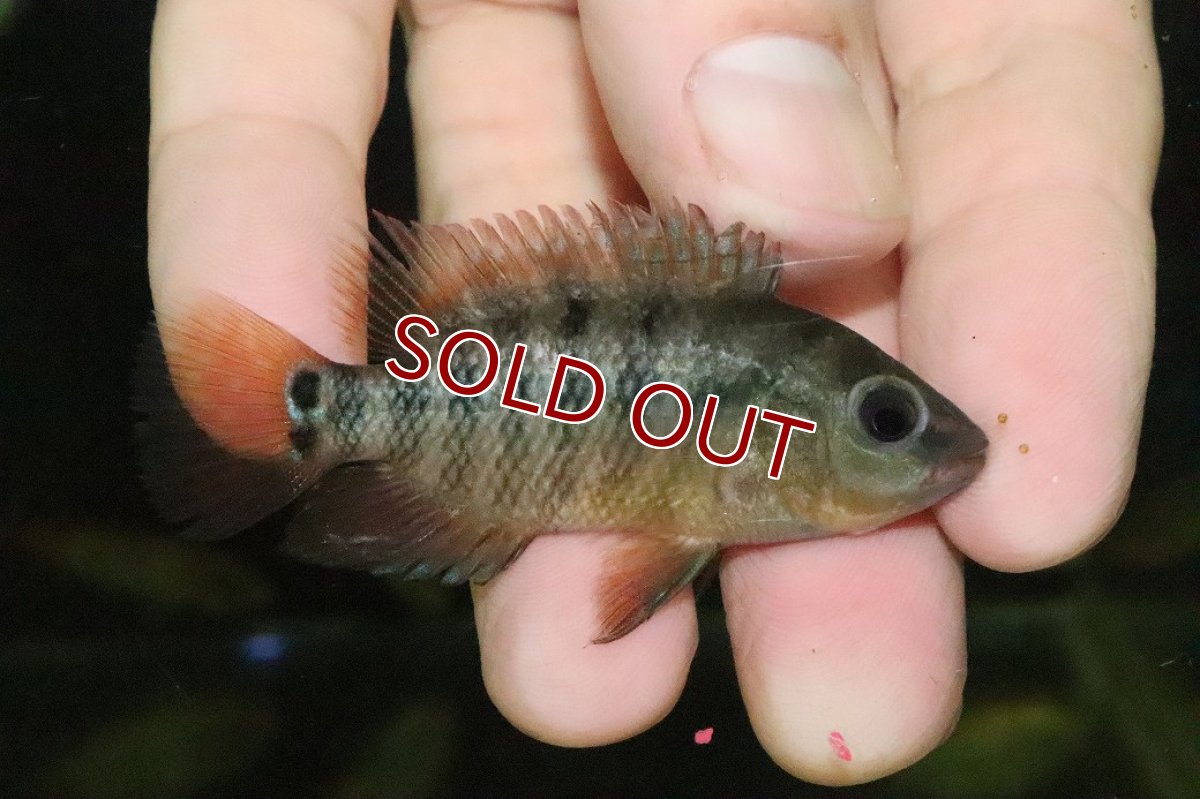 画像1: 【淡水魚】【通販】シクラソマ フェスタ(レッド シクリッド)【１匹 サンプル画像】(±5-6cm)(大型魚)(生体)(熱帯魚)NKO (1)