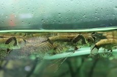 画像1: 【淡水魚】【通販】バタフライフィッシュ【１匹 サンプル画像】(±8cm)(大型魚)(生体)(熱帯魚)NKO (1)