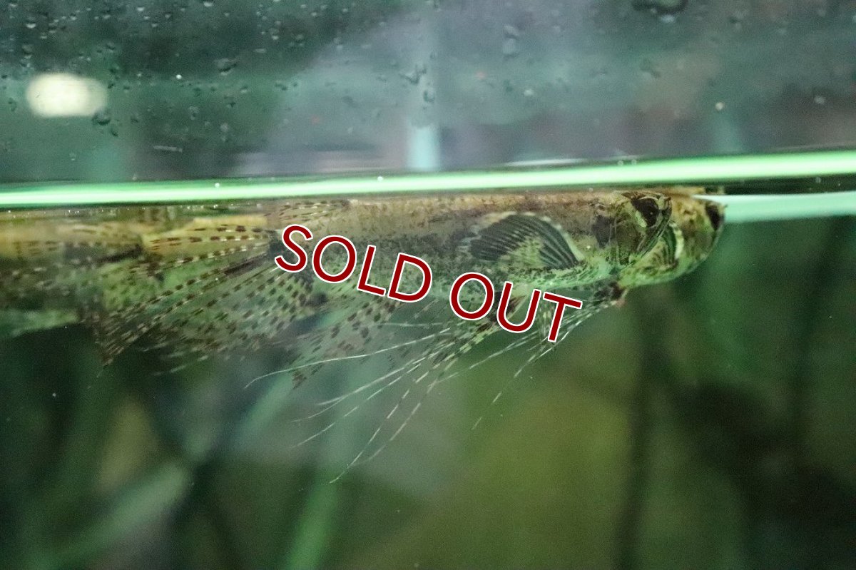 画像2: 【淡水魚】【通販】バタフライフィッシュ【１匹 サンプル画像】(±8cm)(大型魚)(生体)(熱帯魚)NKO (2)