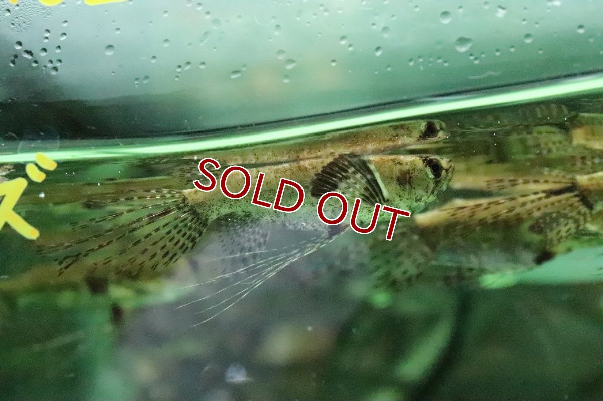 画像3: 【淡水魚】【通販】バタフライフィッシュ【１匹 サンプル画像】(±8cm)(大型魚)(生体)(熱帯魚)NKO (3)