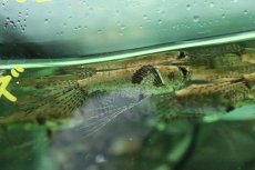 画像3: 【淡水魚】【通販】バタフライフィッシュ【１匹 サンプル画像】(±8cm)(大型魚)(生体)(熱帯魚)NKO (3)