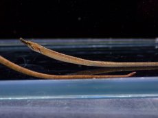 画像1: 【淡水魚】【通販】ショートノーズパイプフィッシュ インドネシア産【１匹 サンプル画像】(生体)(熱帯魚)NK (1)