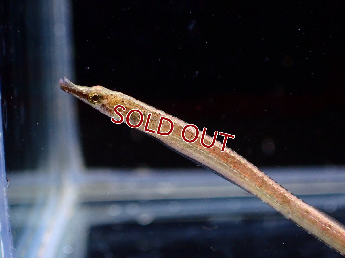 画像2: 【淡水魚】【通販】ショートノーズパイプフィッシュ インドネシア産【１匹 サンプル画像】(生体)(熱帯魚)NK (2)