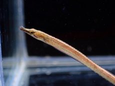 画像2: 【淡水魚】【通販】ショートノーズパイプフィッシュ インドネシア産【１匹 サンプル画像】(生体)(熱帯魚)NK (2)