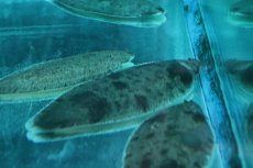 画像1: 【淡水魚】【通販】大きめ アジア淡水カレイ【１匹 サンプル画像】(±10cm)(生体)(熱帯魚)NK (1)
