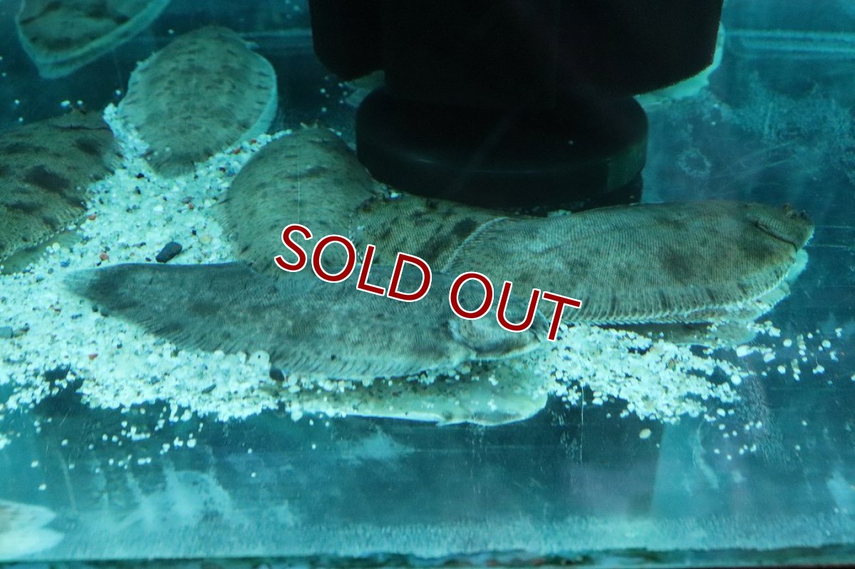 画像2: 【淡水魚】【通販】大きめ アジア淡水カレイ【１匹 サンプル画像】(±10cm)(生体)(熱帯魚)NK (2)