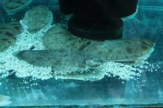 画像2: 【淡水魚】【通販】大きめ アジア淡水カレイ【１匹 サンプル画像】(±10cm)(生体)(熱帯魚)NK (2)