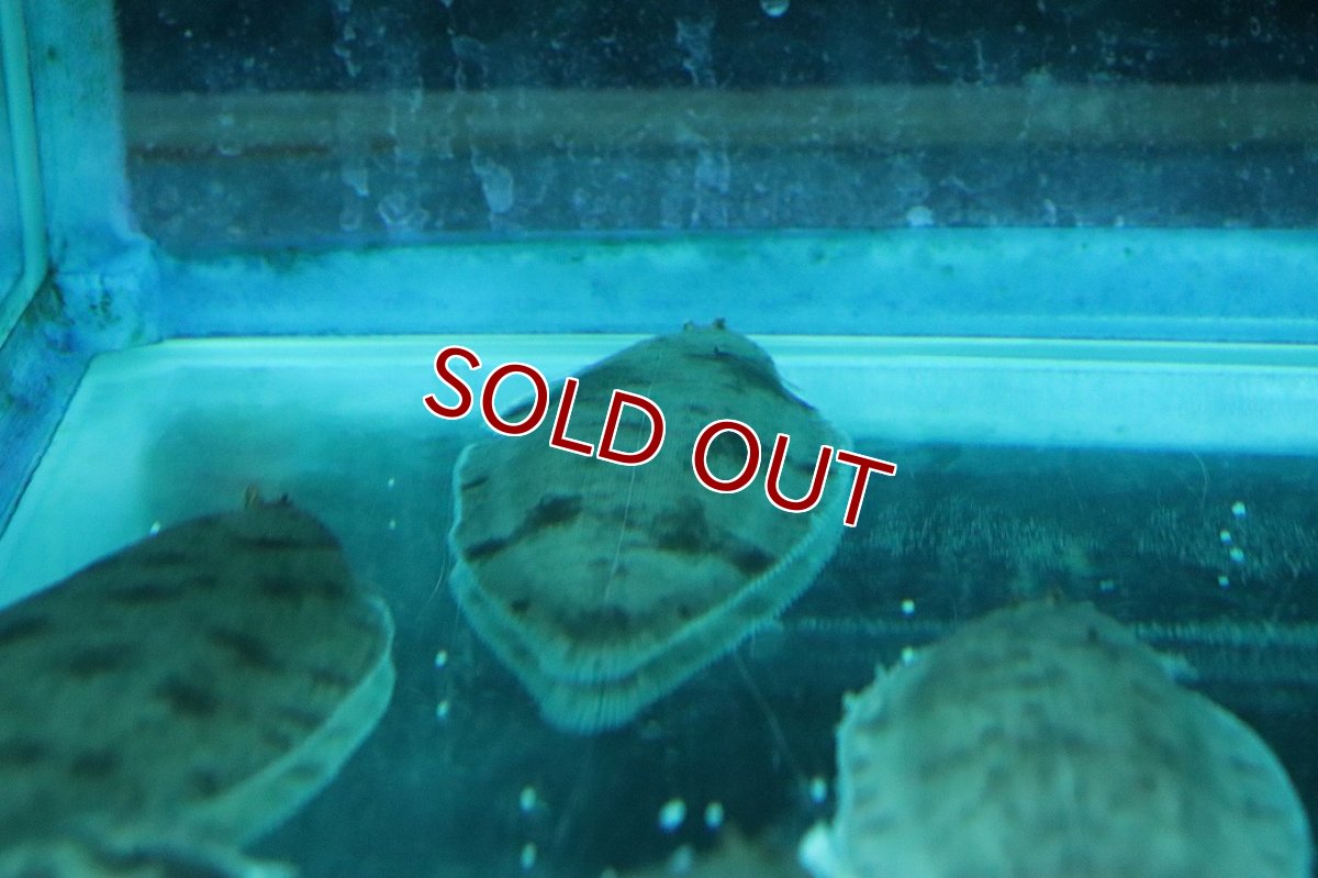 画像3: 【淡水魚】【通販】大きめ アジア淡水カレイ【１匹 サンプル画像】(±10cm)(生体)(熱帯魚)NK (3)